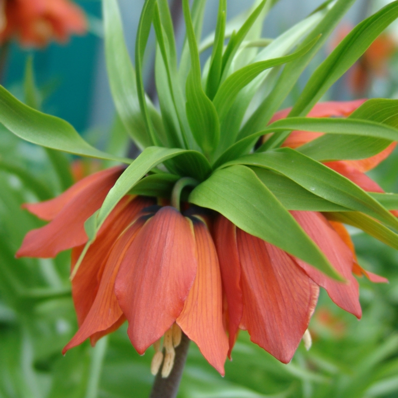 5735 Fritillaria imperialis Rubra