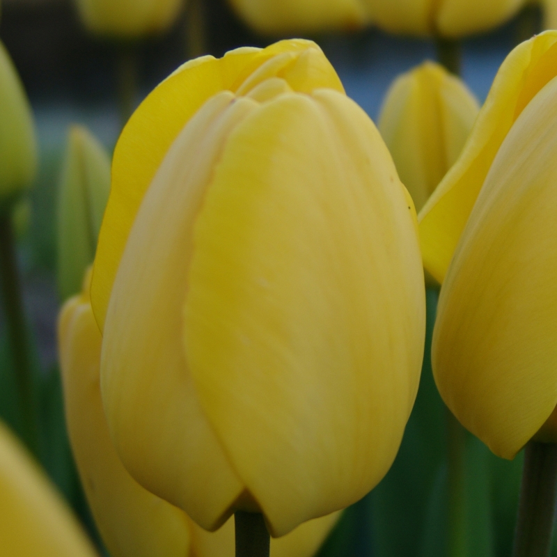 Tulip Golden Apeldoorn