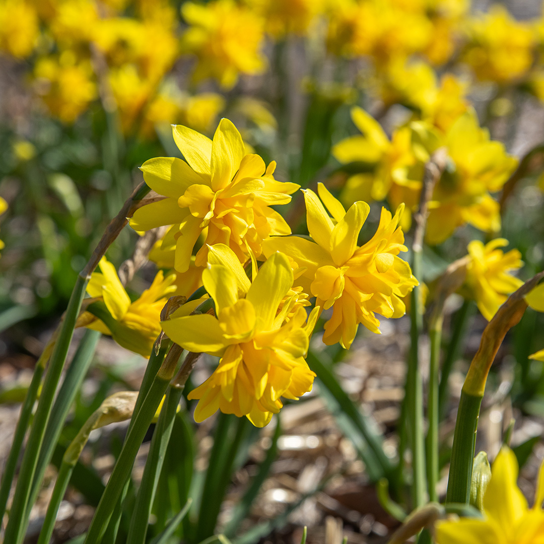 Daffodil Tête Bouclé Daffodil Tête Bouclé