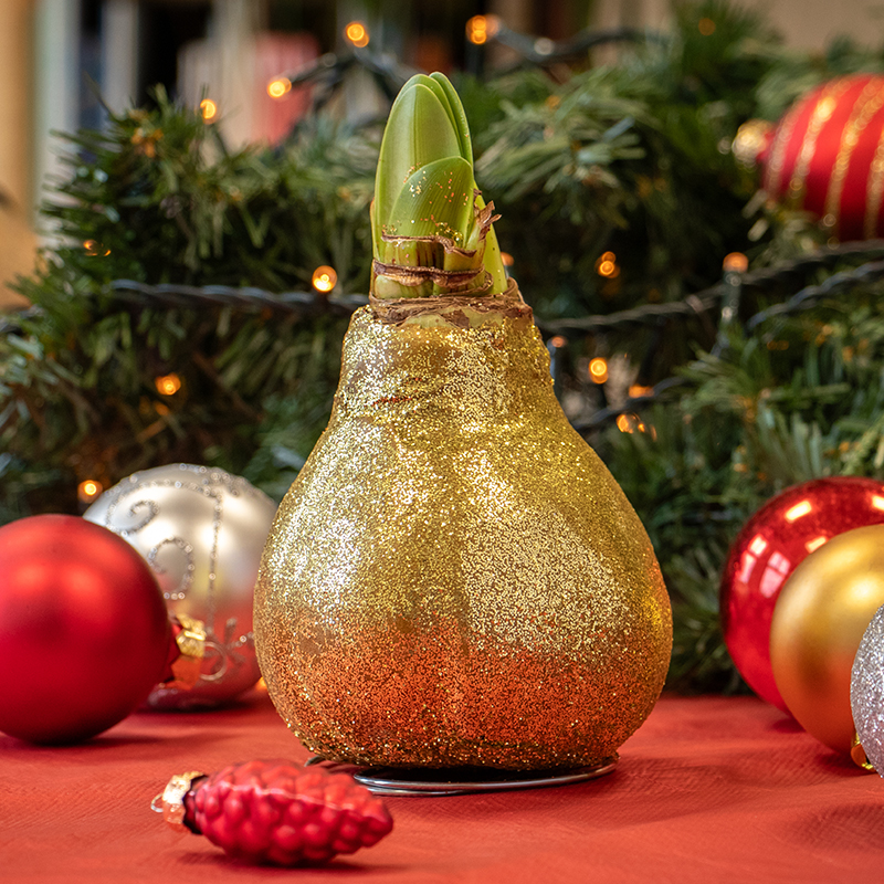 Wax Amaryllis Glitterz Gold in a Tube