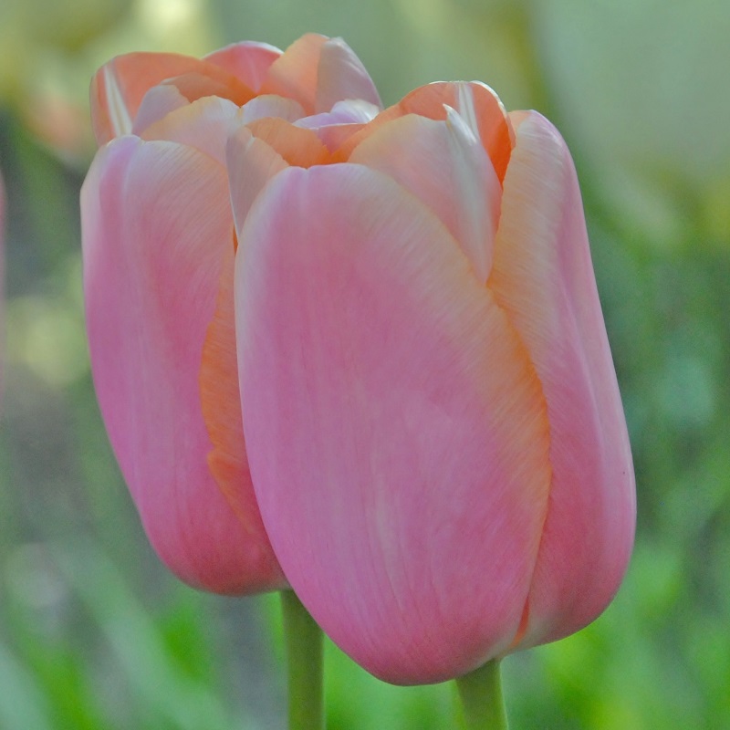 Tulip Menton
