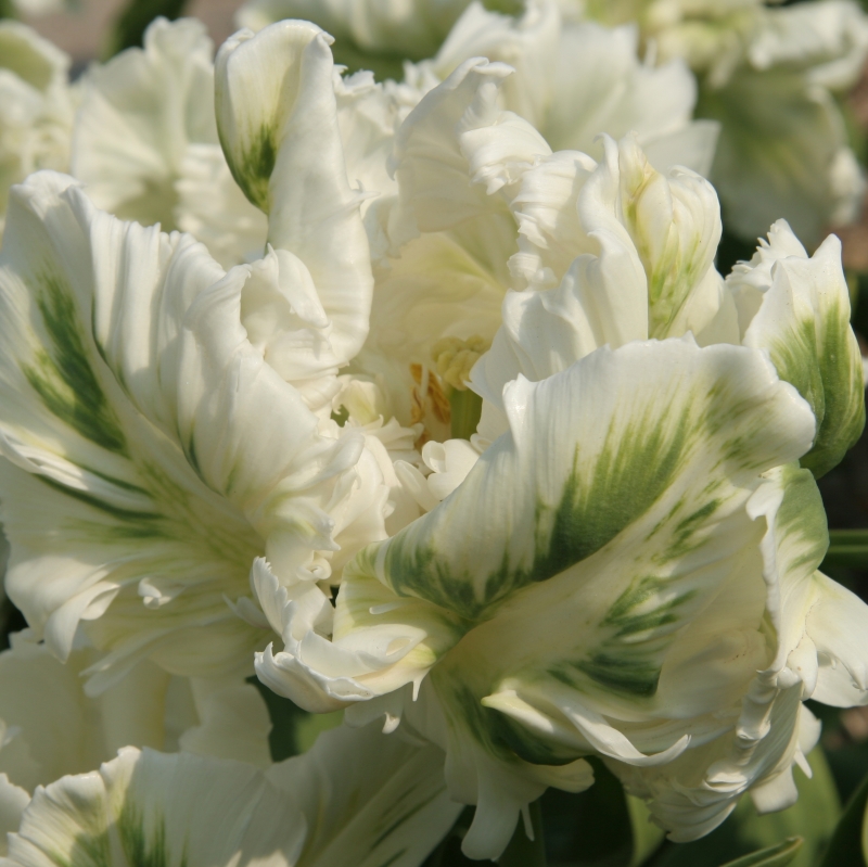 Tulip Super Parrot