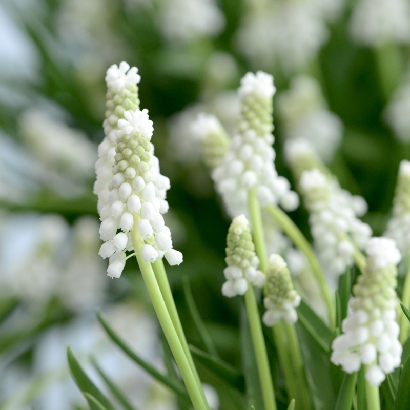 Muscari Siberian Tiger 