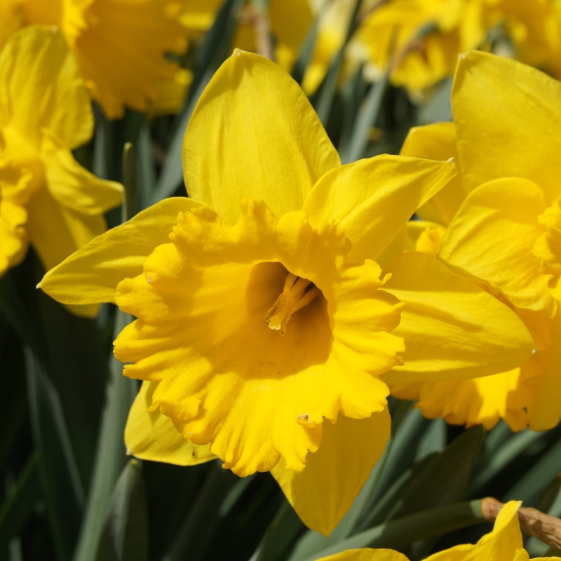 Daffodil Dutch Master