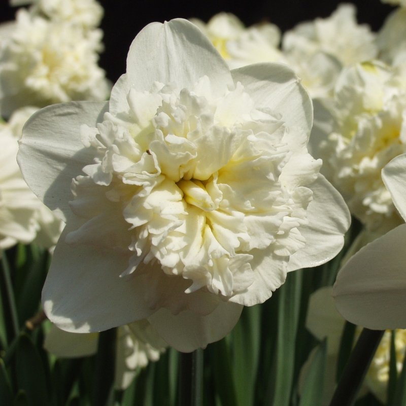 Daffodil Ice King