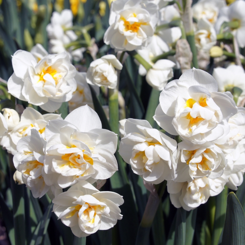 Narcissus Bridal Crown