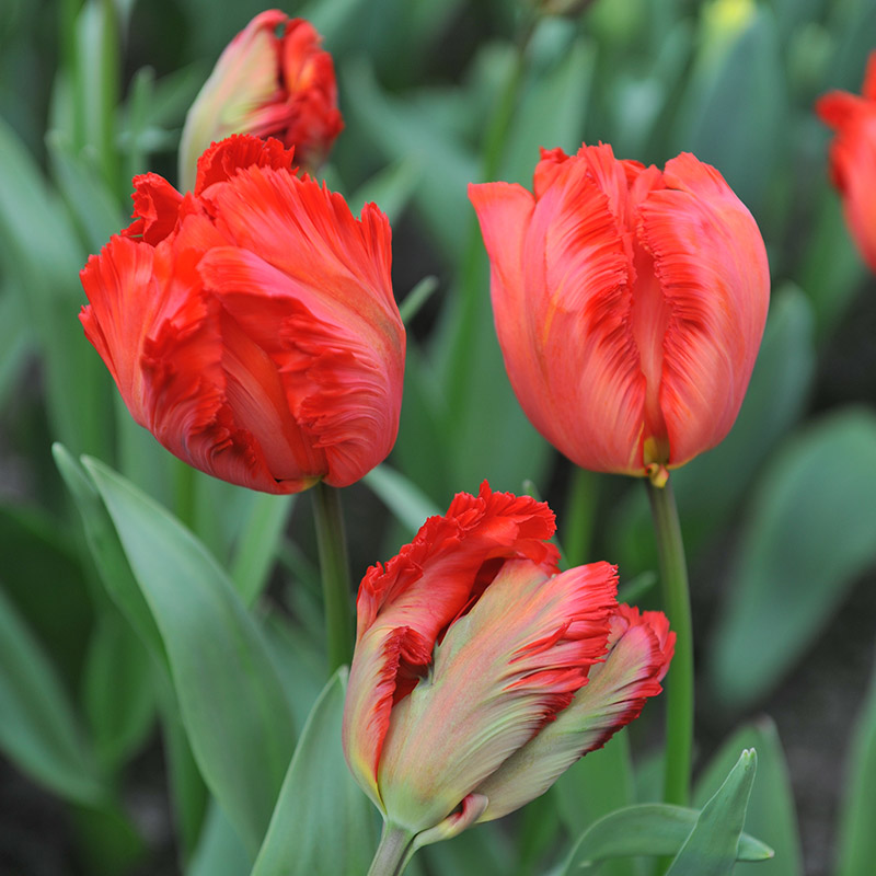 Tulip Exotic Parrot