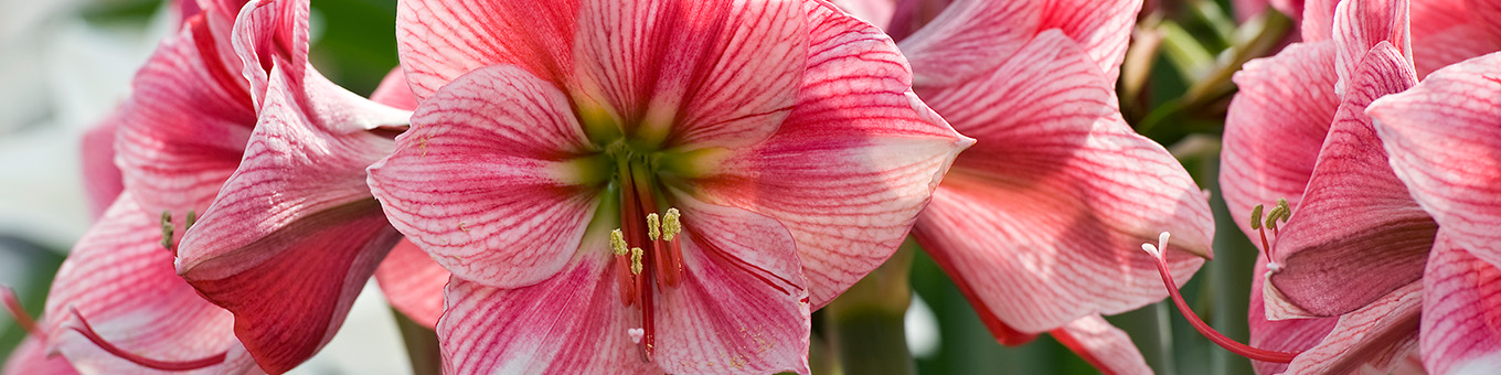 Preserving an Amaryllis, how do you do it?