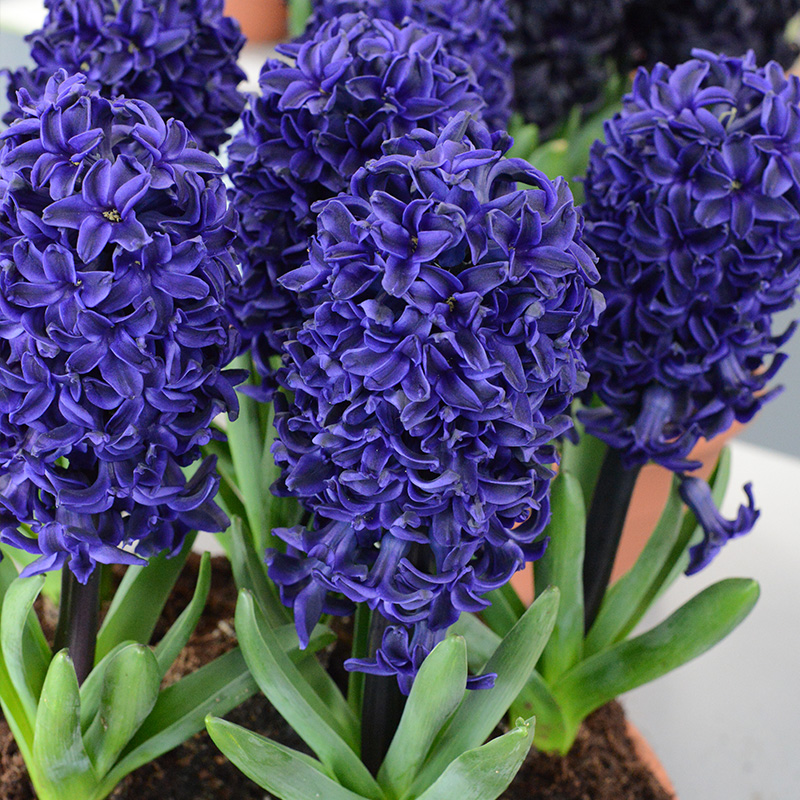Hyacinth Spring Field