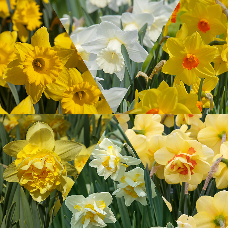 Daffodil Bulb Collection 