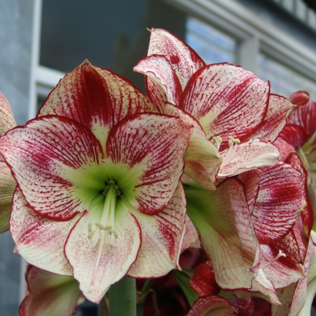 Amaryllis Flamenco Queen® , à 1