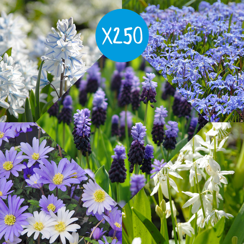 Flower Bulb Collection Delft Blue à 250