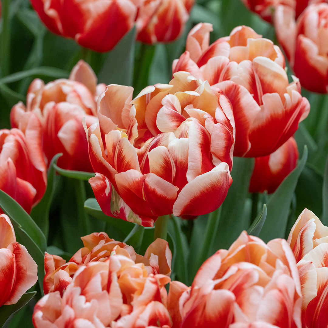 Tulip Bed of Roses