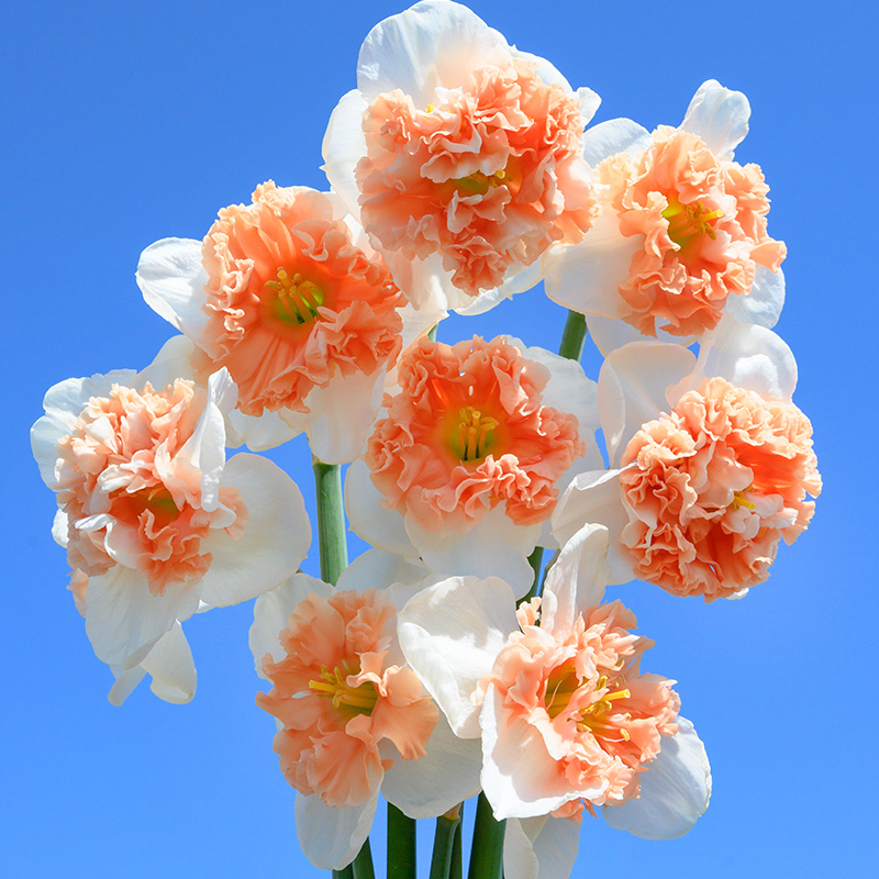 Daffodil Fire Drill