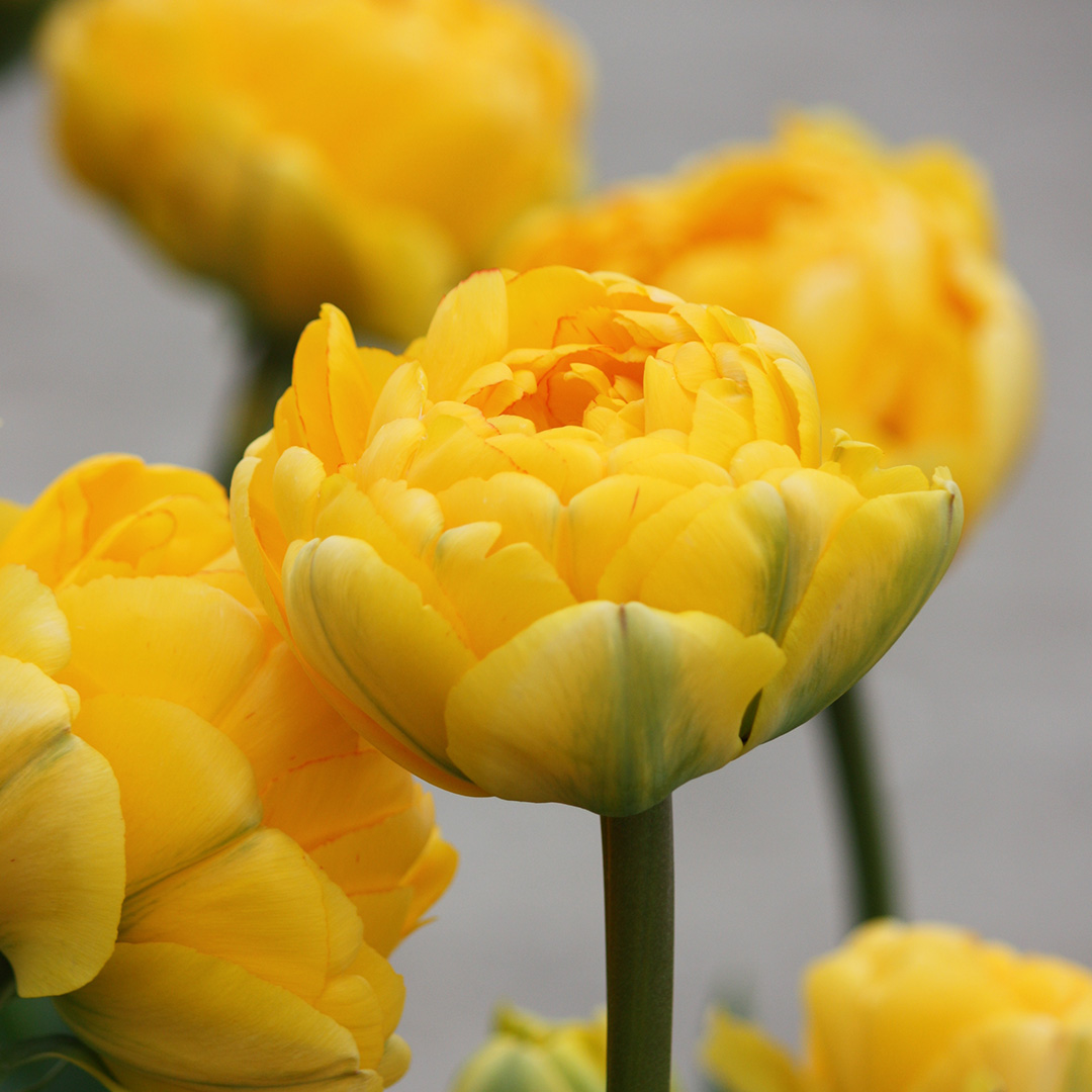 Tulip Yellow Pomponette