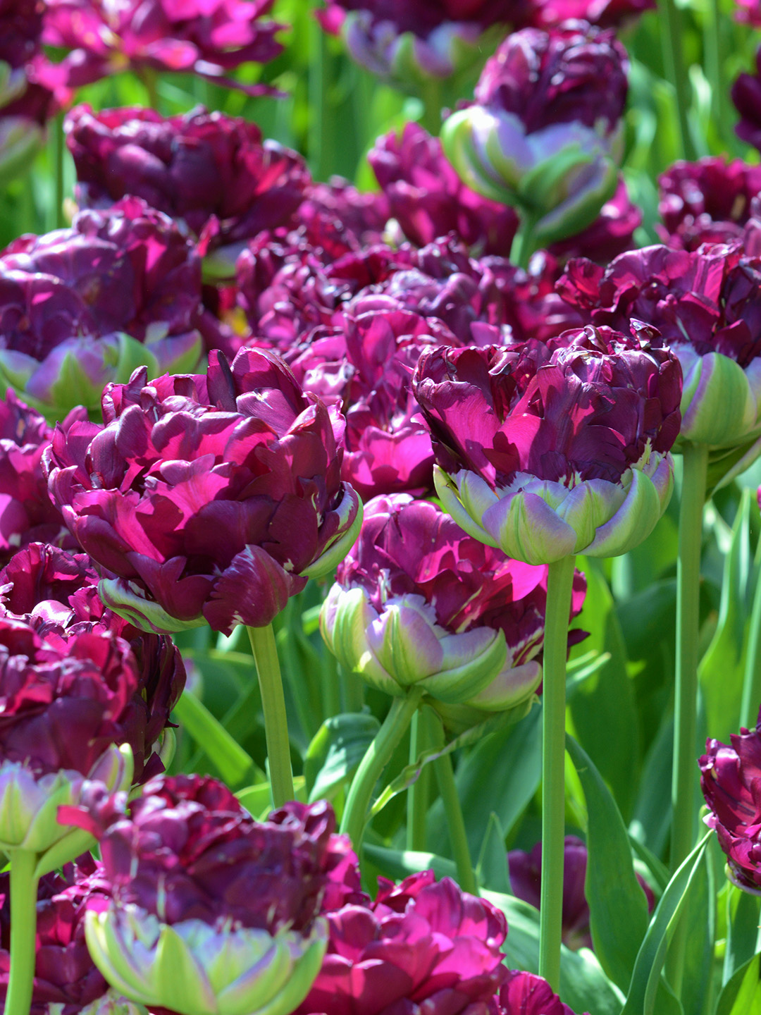 Tulip Wow®