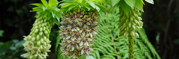 Eucomis-menu