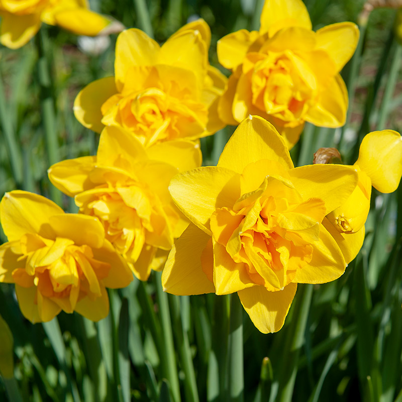 Narcissus Dick Wilden