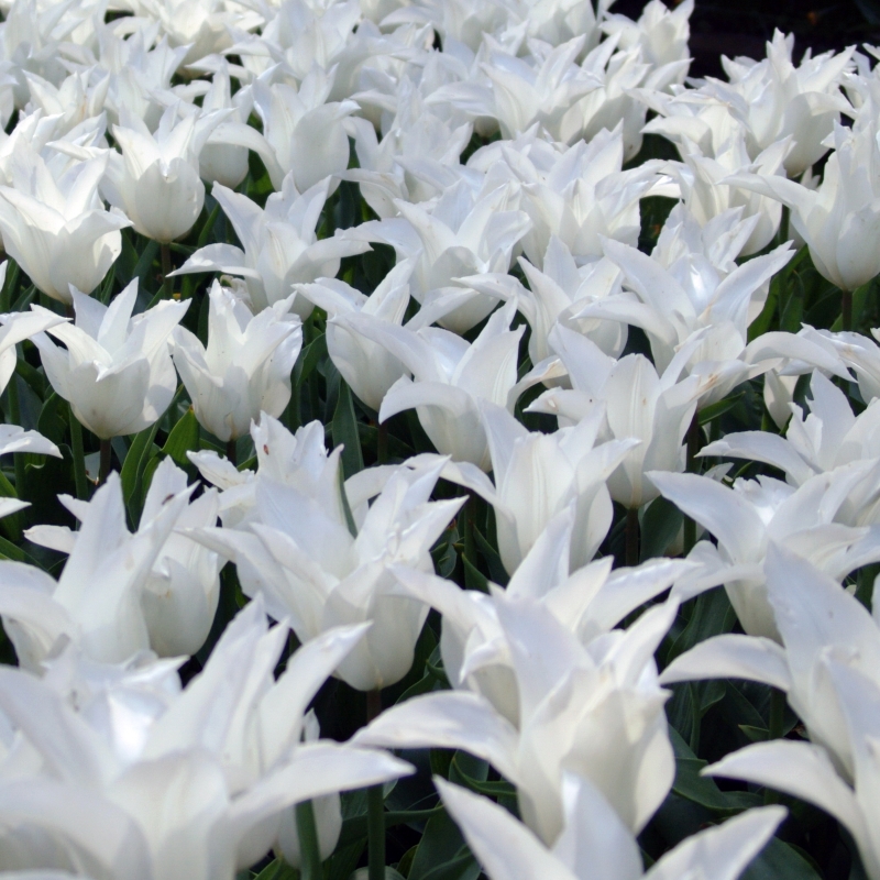 Tulip White Triumphator