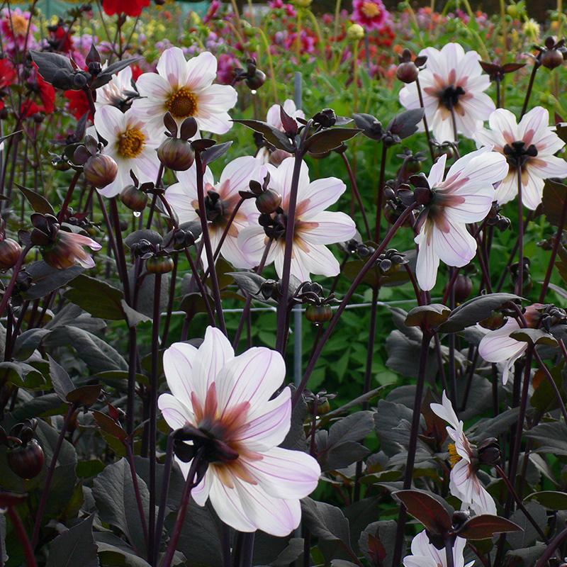 Dahlia Bishop of Dover