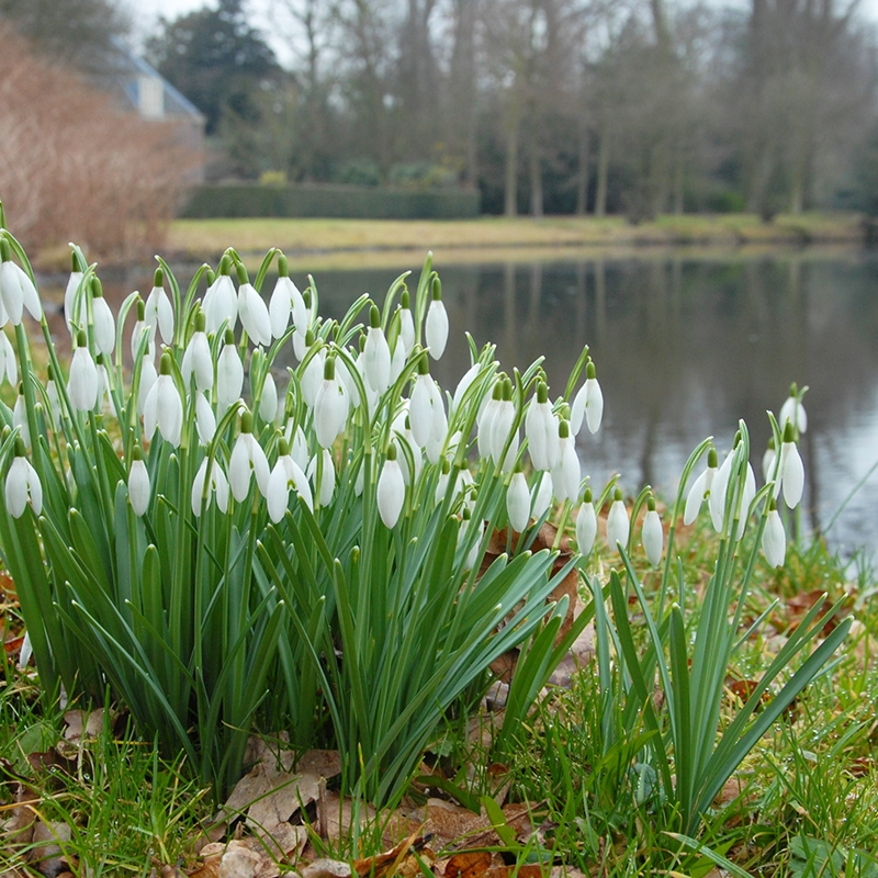 galanthus_nivalis_24_ Galanthus Nivalis - snowdrop