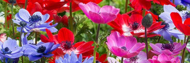 Anemonen-menu