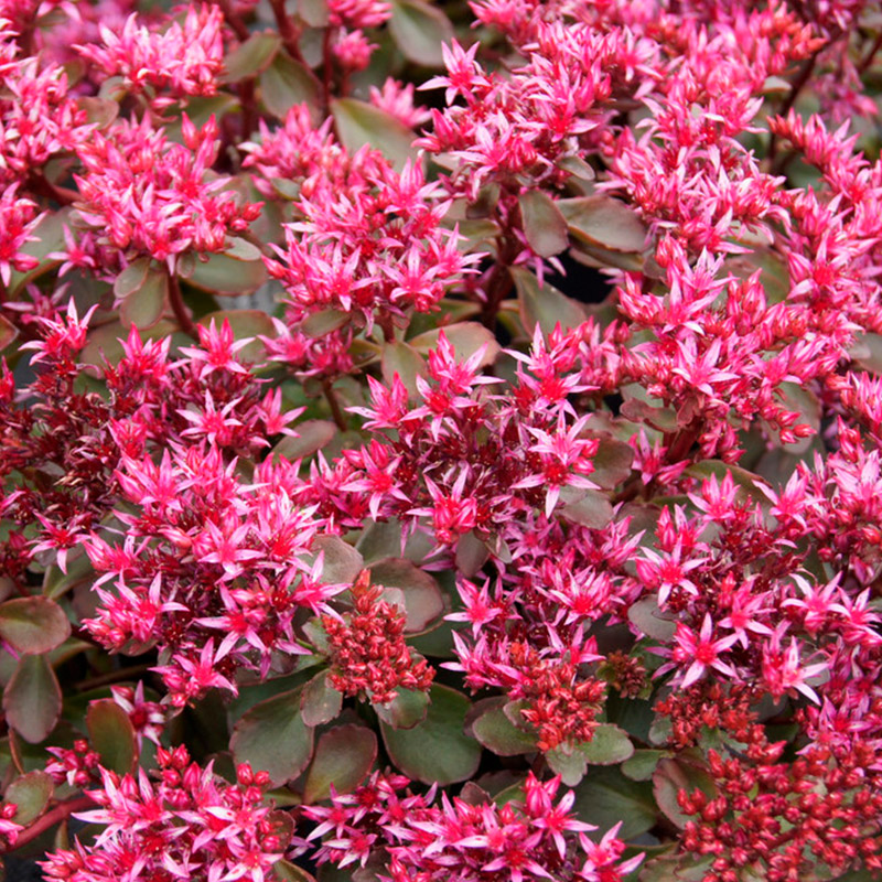 Two-row Stonecrop (Sedum spur.) 'Fuldaglut'