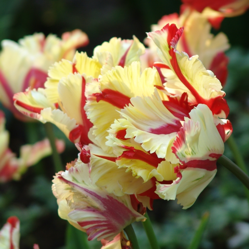 2210 Tulip Flaming Parrot