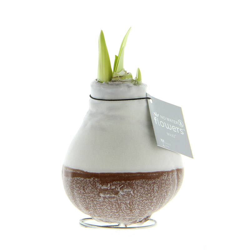 Wax Amaryllis Dipz Brown