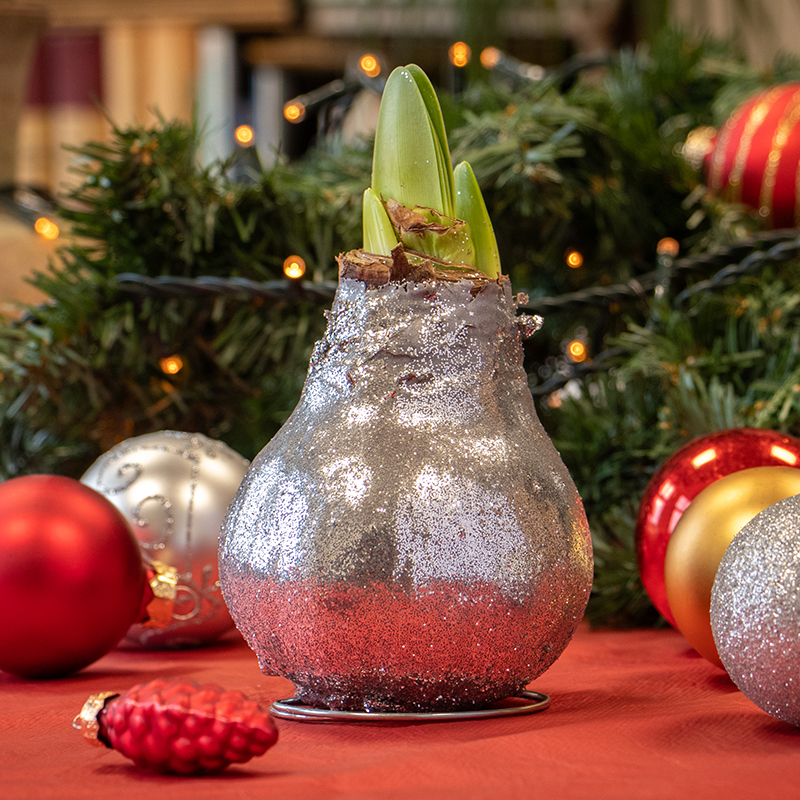 Wax Amaryllis Glitterz Silver in a Tube