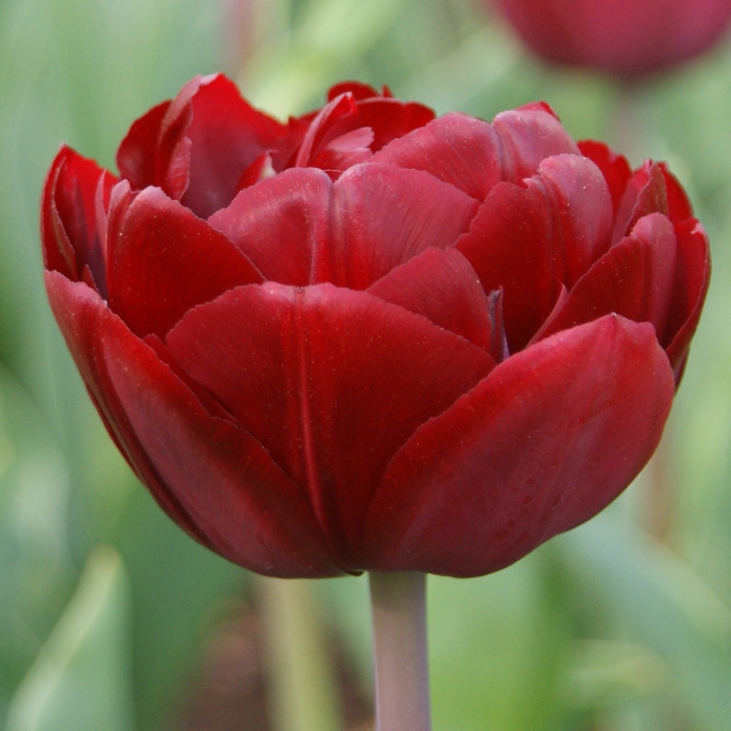 2540-tulipa-uncle-tom-02