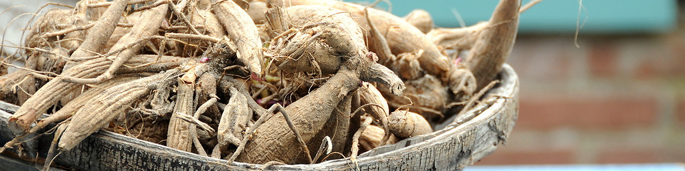 Storing Summer Bulbs