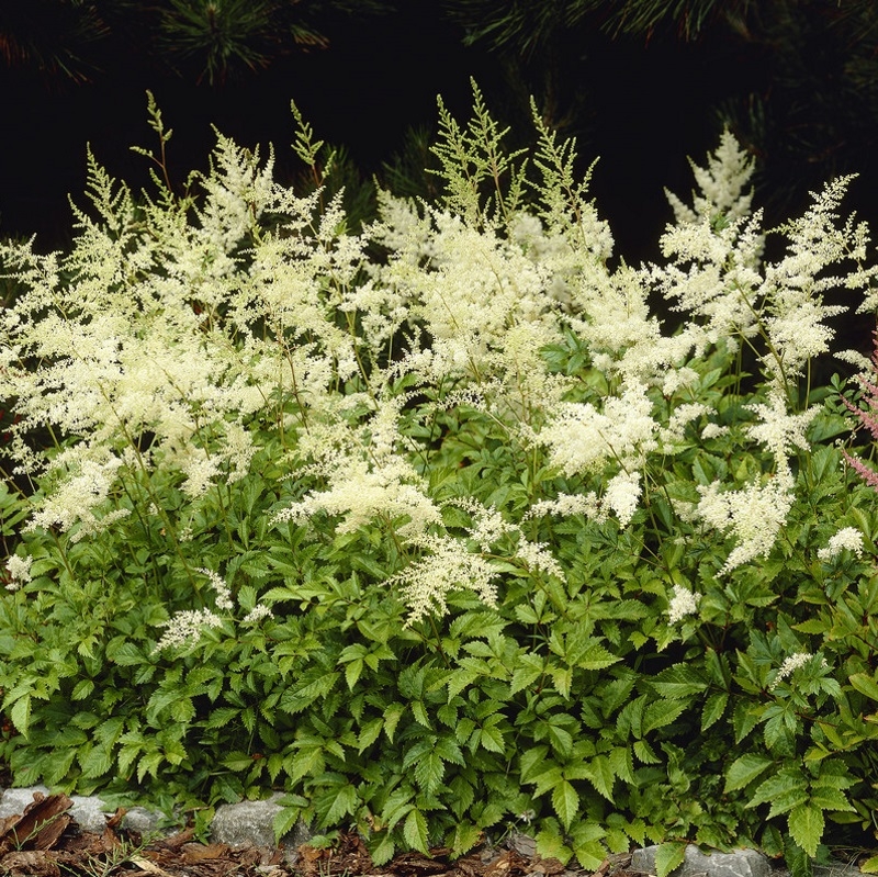 Astilbe japonica 'Deutschland'