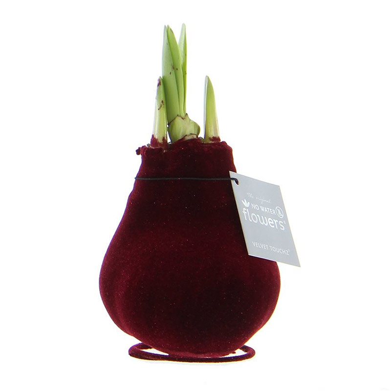 Wax Amaryllis Velvet Touchz Bordeaux
