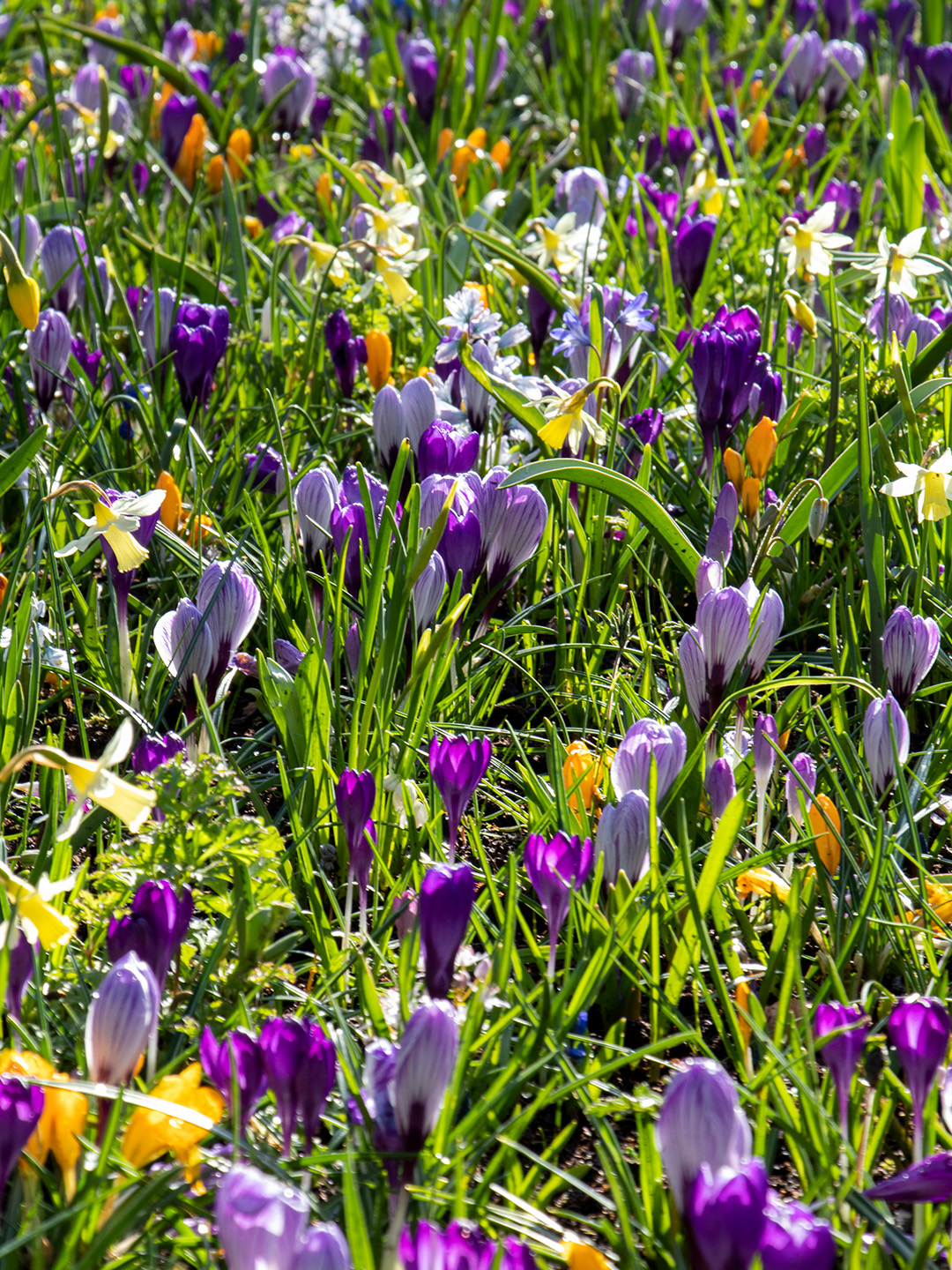 Naturalizing Spring Bulb Collection Naturalizing Spring Bulb Collection