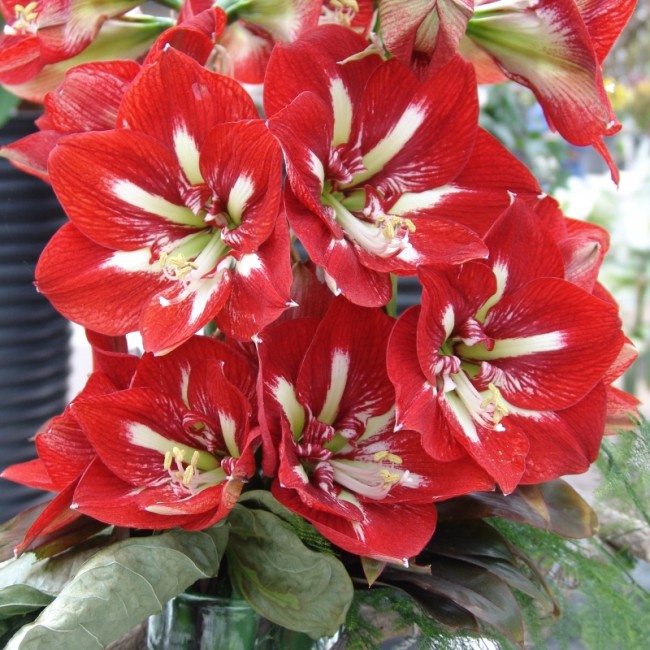 Amaryllis Barbados