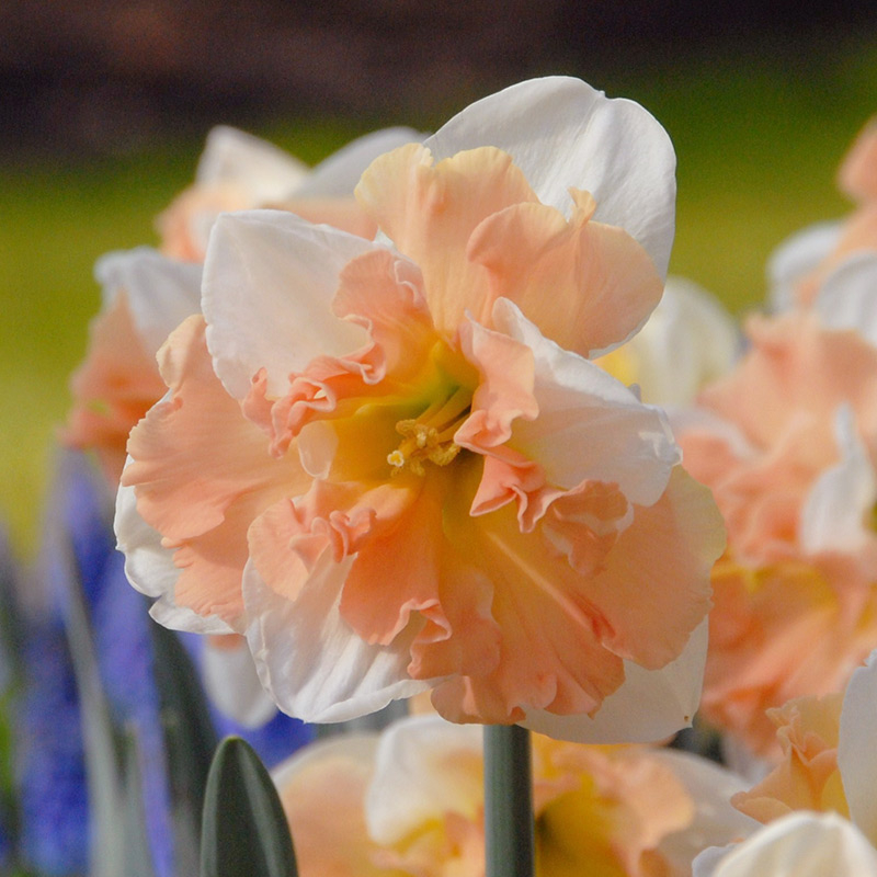Daffodil Apple Pie