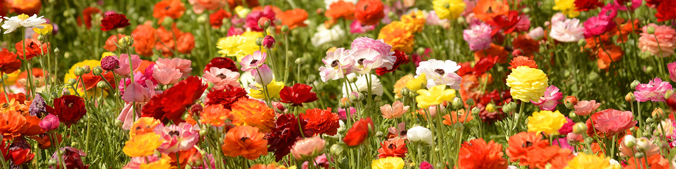 Ranunculus: Summer bulb of the year 2025!