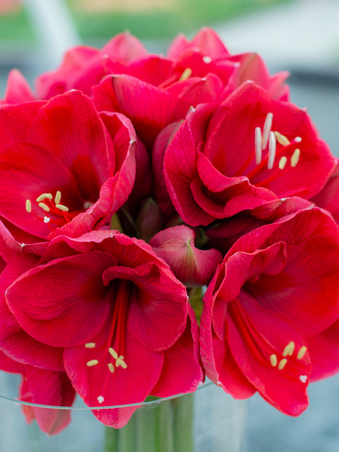 Amaryllis Lilac Favourite