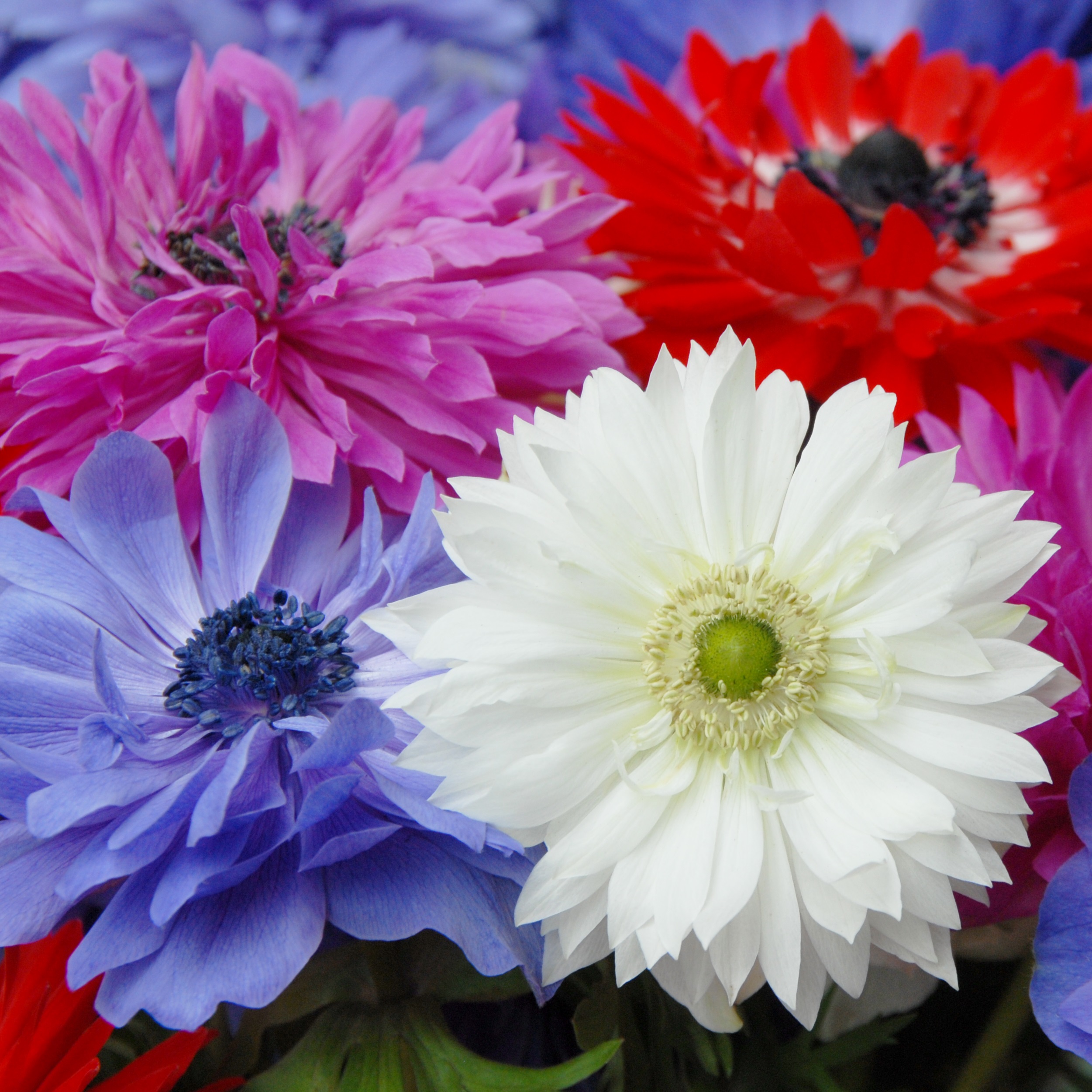 Anemone St. Brigid