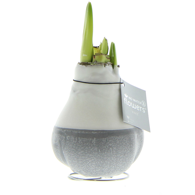 Wax Amaryllis Dipz Grey