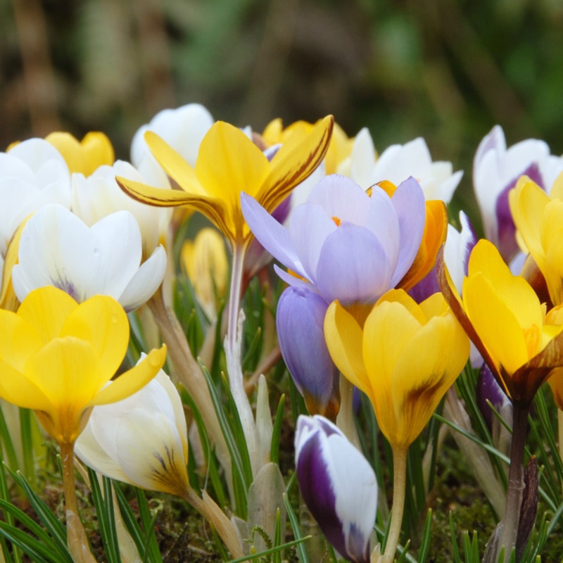 grootverpakking-crocus-chrysanthus-mix