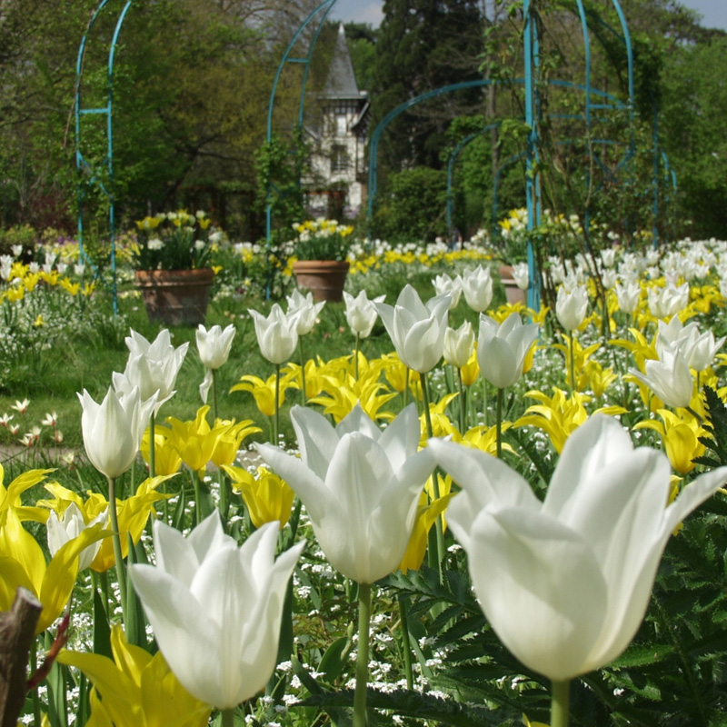 2560-Tulipa-White-Triumphator-03