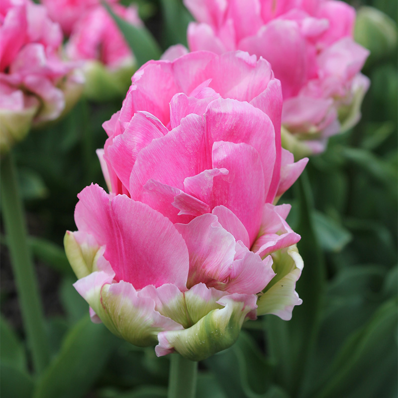 Tulip Double Arosa®