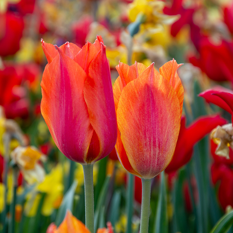 Tulip El Nino