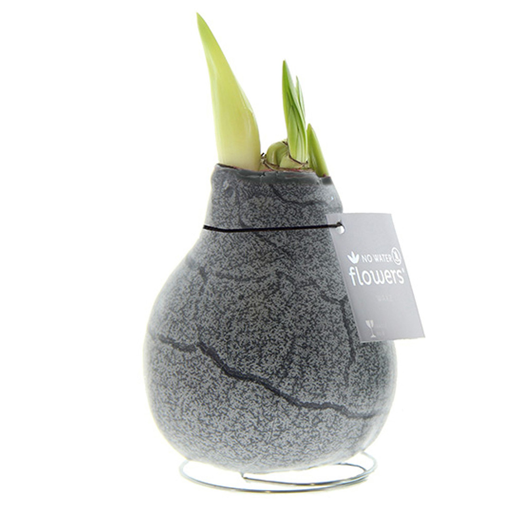 Wax Amaryllis Marble Black