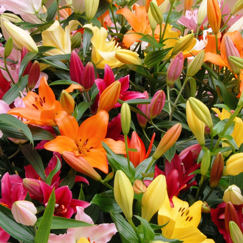 Lilium Asiatic Mix