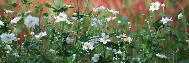 Schaduw-planten-menu