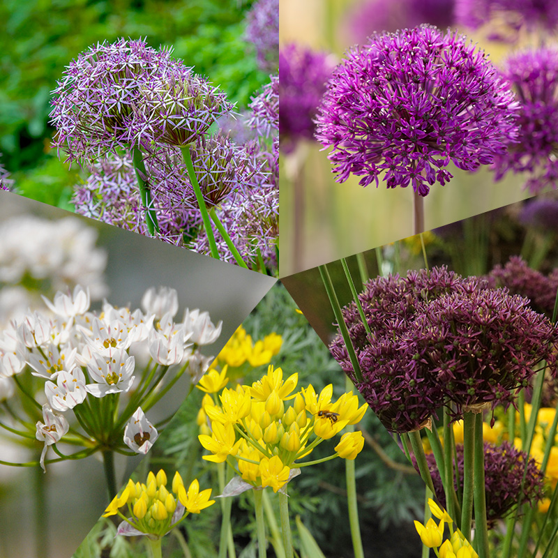 Flower Bulb Collection Alliums à 250 Flower Bulb Collection Alliums à 250