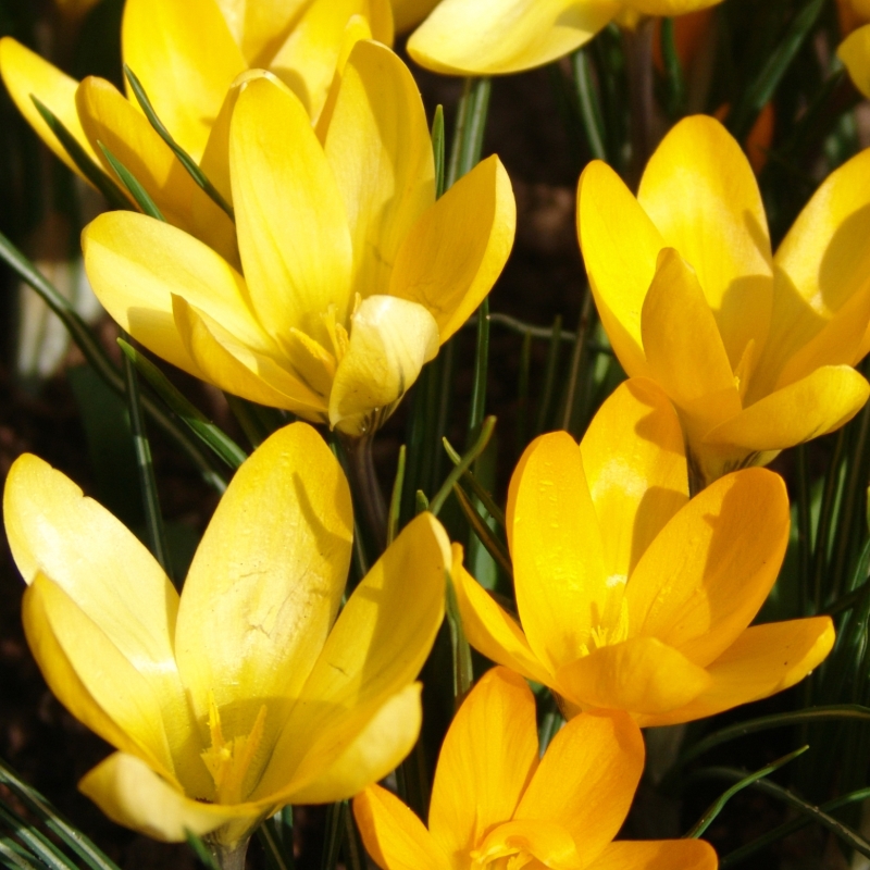 Crocus Golden Yellow